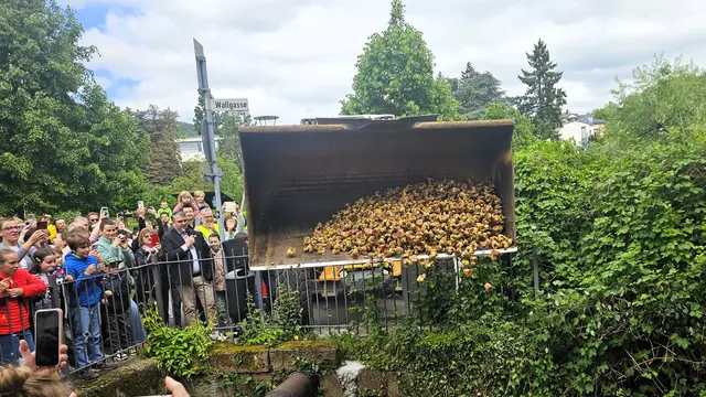 Die Elwetritschen werden zu Wasser gelassen | Foto: Eva Bender