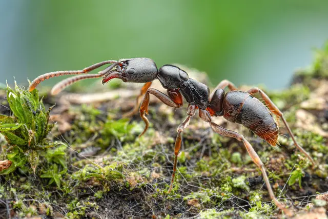 Die Insekten werden von der Europäischen Union als besonders problematisch eingestuft.(Handout) | Foto: dpa