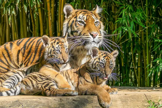 Die beiden jungen Sumatra-Tigerinnen erobern mit ihrer Mutter die Außenanlage. | Foto: Heidrun Knigge / Zoo Heidelberg