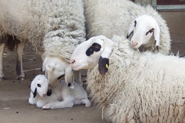 Bei den gefährdeten Kärtner Brillenschafen kam vor wenigen Tagen das erste Lämmchen zur Welt.  | Foto: Zoo Heidelberg