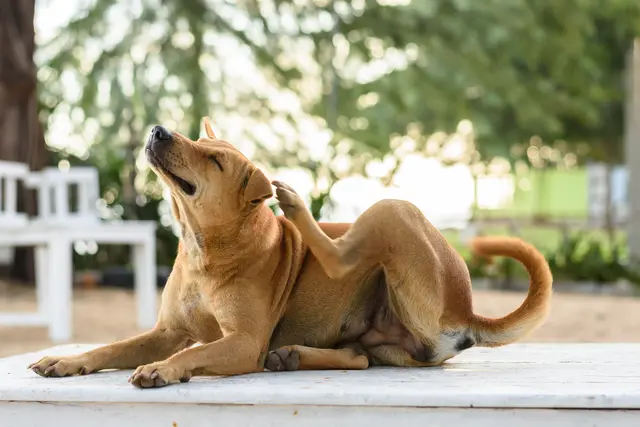 Allergie beim Hund mit Juckreiz als Leitsymptom: mögliche Auslöser, Diagnostik und Therapieoptionen. | Foto: Bundesverband für Tiergesundheit e.V., Foto: Jirakan