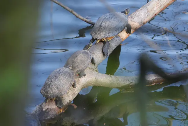 Die Schildkröten sonnen sich bei wärmeren Frühlingstemperaturen. (Archivbild) | Foto: dpa