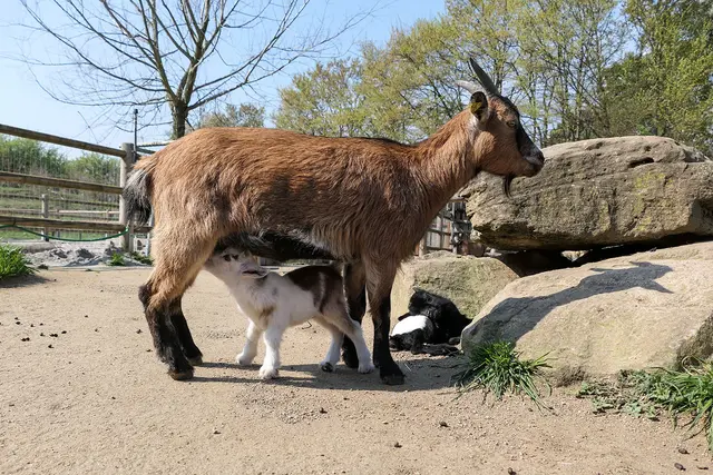 Seltenheit im Streichezoo: Drillingsgeburt im Ziegenstall. Aktuell springen fünf kleine Zicklein im Bauernhof herum. | Foto: Heidrun Knigge / Zoo Heidelberg
