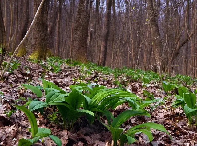 Bärlauch im Bienwald | Foto: Heike Schwitalla