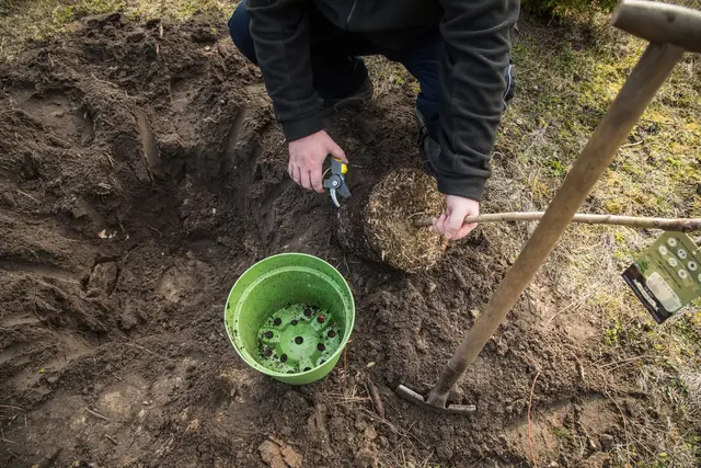 Obstbäume im Frühjahr pflanzen: Start ins Baumleben - Pflanzloch ausheben, Hauptwurzeln abschneiden, Baum gerade einsetzen. | Foto: dpa