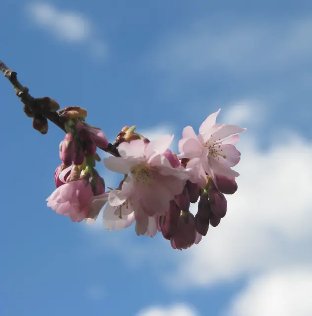Sakura | Foto: privat