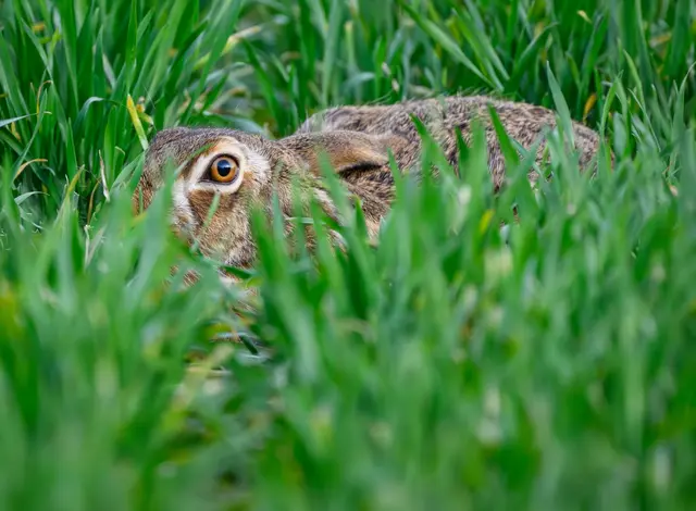 Am häufigsten sind Feldhasen in der badischen Rheinebene sowie im Donau-Iller-Lech-Raum zu finden.(Symbolbild) | Foto: dpa