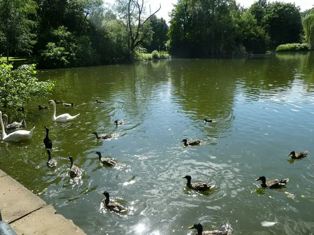 Enten und Schwäne im Volkspark | Foto: Ich