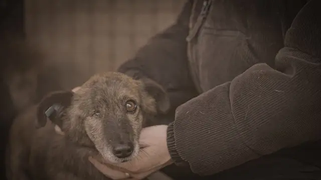 „Die Hunde-Mafia: How to kill a puppy & get rich“ | Foto: ProSieben, Foto: Joyn