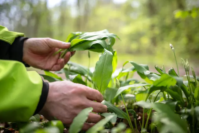 Arbeiter ernten Bärlauch in Öhringen - aber vom falschen Grundstück. (Symbolbild) | Foto: dpa