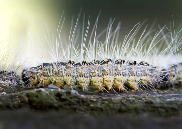 Auch in diesem Jahr bekämpfen Kommunen in Rheinland-Pfalz den Eichenprozessionsspinner. (Archivbild) | Foto: dpa