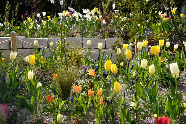 Ein wundervoller Anblick im neuen Kirchgarten | Foto: Joachim Hegmann