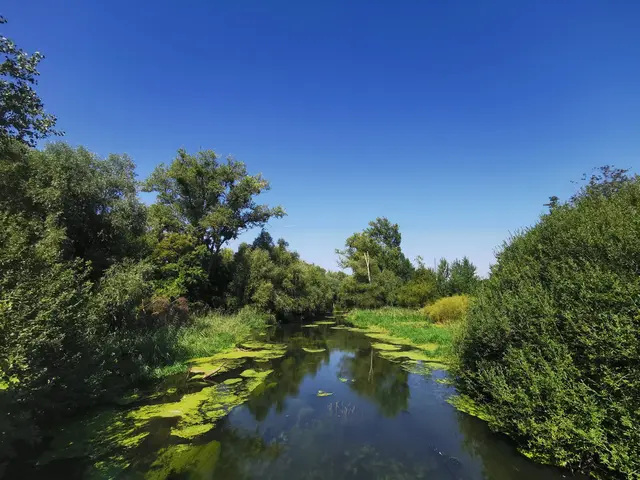 Blick in die Hördter Rheinauen - sie sollen zukünftig auch für den Hochwasserschutz genutzt werden | Foto: Heike Schwitalla