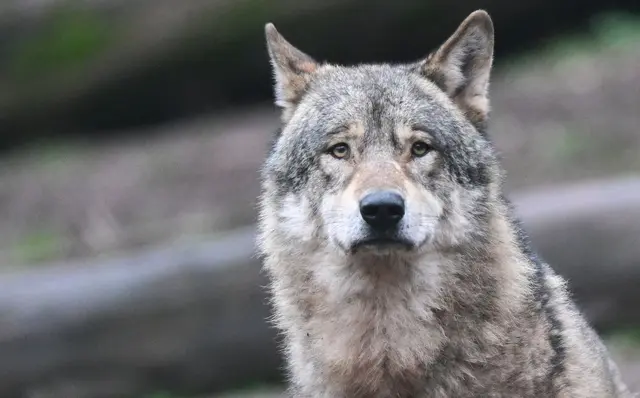 Ein Wolf verletzt eine Frau in der Hamburger Einkaufsmeile Große Bergstraße. (Symbolbild) | Foto: dpa