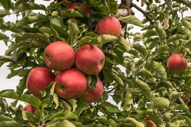 Apfelernte | Foto: Conny Pokorny/stock.adobe.com