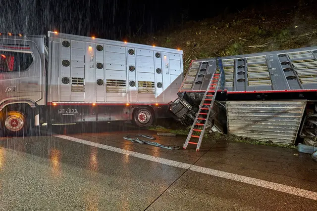 Nach dem Unfall des Tiertransporters auf der A3 wurden mittlerweile alle Rinder geschlachtet.  | Foto: dpa