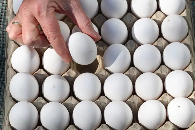 In Baden-Württemberg wurden 2025 mehr Eier erzeugt. (Symbolbild) | Foto: dpa