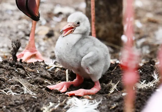 Das Zwergflamingoküken ist am Montag geschlüpft. | Foto: dpa