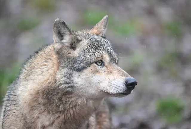 Dieser Wolf wurde in einem Gehege in Baden-Württemberg fotografiert - doch es gibt auch viele Wölfe in freier Wildbahn in Deutschland. | Foto: dpa