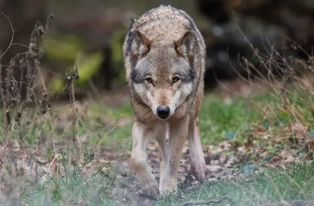 Im Südwesten hat sich ein fünfter Wolf niedergelassen - eine Wölfin (Archivbild) | Foto: dpa