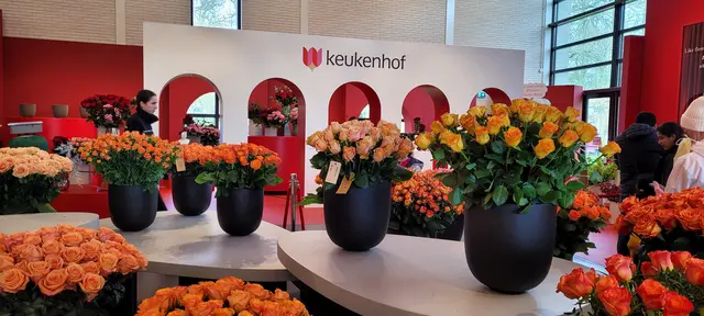 Die Rosen-Show im Oranje-Nassau-Pavillon begeistert die Besucher. | Foto: Volker Widdrat