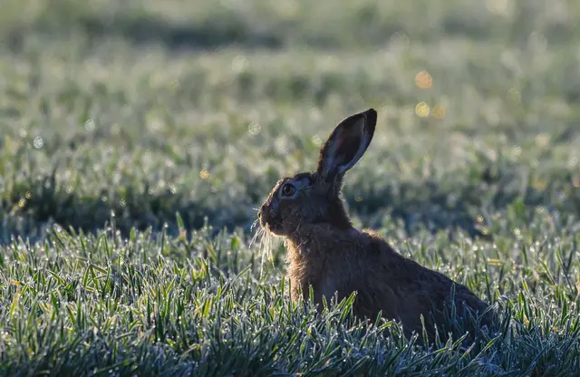 Es wird nicht mehr, aber auch nicht weniger gehoppelt in Rheinland-Pfalz. (Archivbild) | Foto: Patrick Pleul/dpa