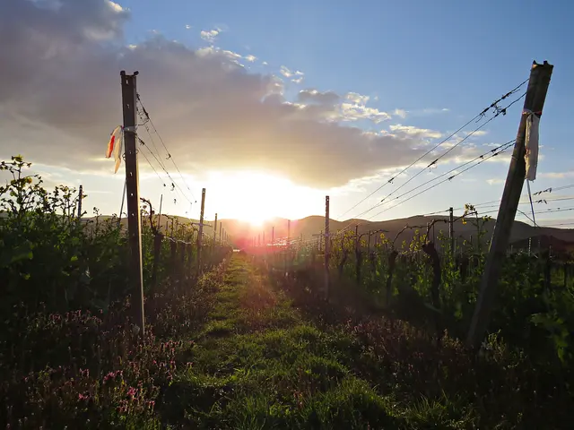 Sonnenuntergang über der Haardt | Foto: Brigitte Melder