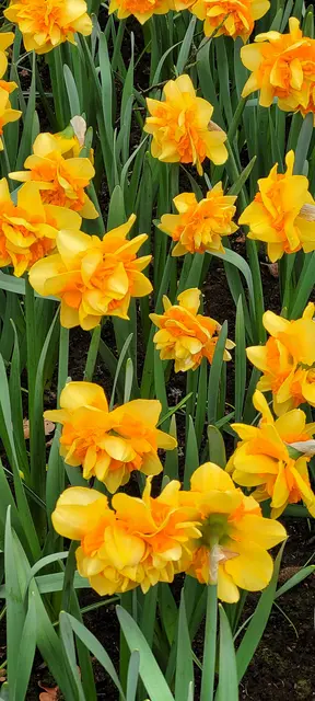 Bunte Blütenpracht im Keukenhof. | Foto: Volker Widdrat