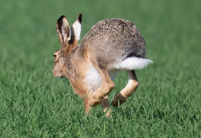 Eine Krankheit namens Myxomatose breitet sich unter Feldhasen aus, im Saarland gab es bislang noch keinen Fall. (Archivbild) | Foto: Boris Roessler/dpa