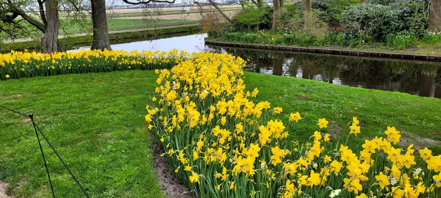 Blütenpracht im Keukenhof. | Foto: Volker Widdrat