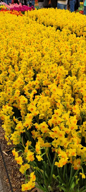 Bunte Blütenpracht im Keukenhof. | Foto: Volker Widdrat