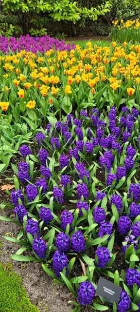 Bunte Blütenpracht im Keukenhof. | Foto: Volker Widdrat
