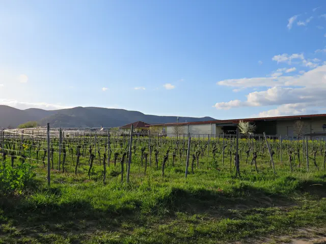 Auf dem Weg zum Weingut Glas | Foto: Brigitte Melder