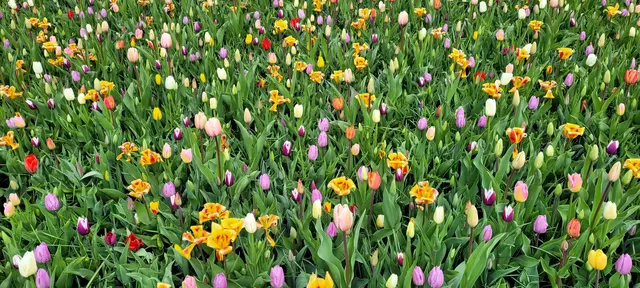 Bunte Blütenpracht im Keukenhof. | Foto: Volker Widdrat