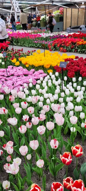 Bunte Blütenpracht im Keukenhof. | Foto: Volker Widdrat