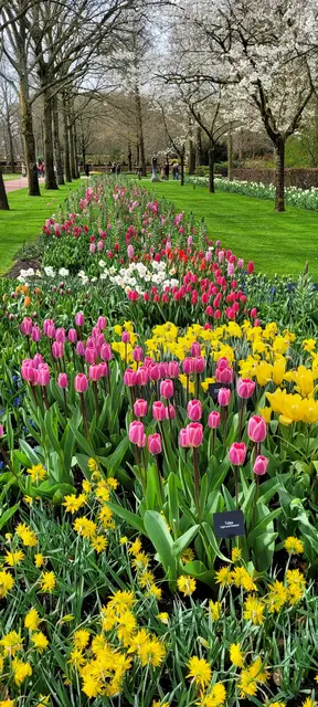 Bunte Blütenpracht im Keukenhof. | Foto: Volker Widdrat