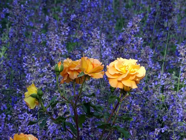 Katzenminze ist nur eine von vielen Stauden, die Rosen im Beet schön in Szene setzen. | Foto: dpa