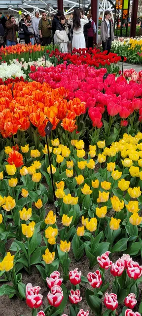 Bunte Blütenpracht im Keukenhof. | Foto: Volker Widdrat