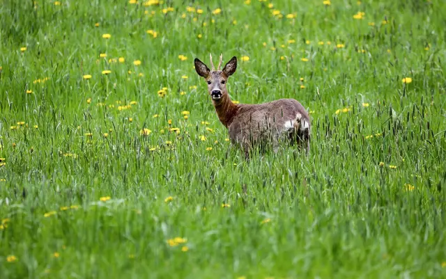 Ein Rehbock hat sich an die A6 verirrt. (Symbolbild) | Foto: Thomas Warnack/dpa