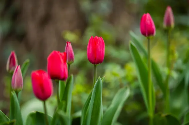 Eignen sich als Verstecke für kleine, leichte Eier: Tulpenblüten. Aber bitte nur die eigenen Pflanzen nehmen.   | Foto: Christoph Schmidt/dpa
