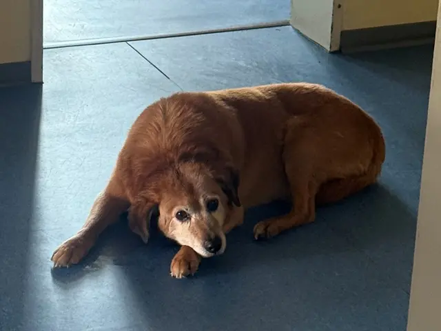 Ein herrenloser Hund wurde in Ellweiler gefunden und von der Polizei in Obhut genommen. Der Besitzer ist bislang unbekannt. | Foto: Polizeidirektion Trier