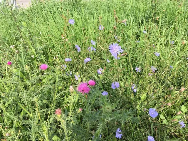 Das könnten Teilnehmer des Kräuterspaziergangs finden.  | Foto: Guthmann