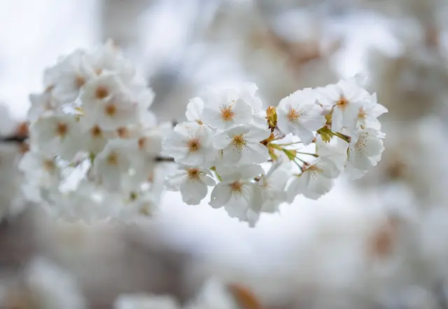 Das Wetter an Ostermontag wird überwiegend freundlich. (Archivbild) | Foto: Christoph Schmidt/dpa