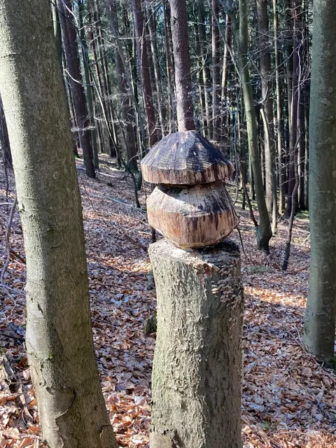 Baumkunst | Foto: Ich