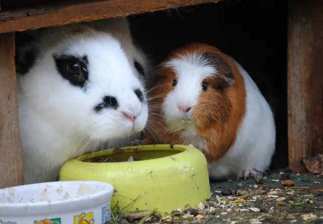 Unter einem Dach: Ist das bei Kaninchen und Meerschweinchen eine gute Idee? (zu dpa: «Kaninchen und Meerschweinchen: nur bedingt zusammen haltbar») | Foto: dpa