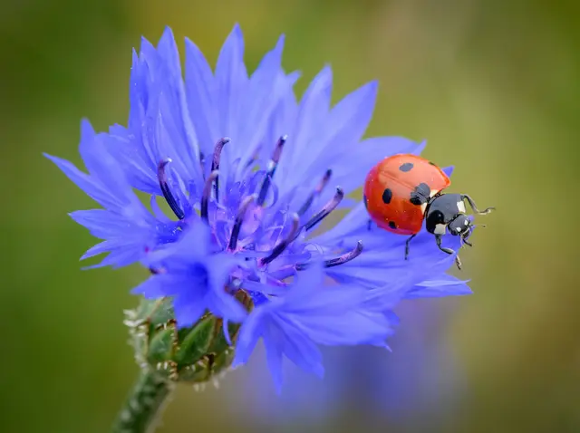 Marienkäfer fressen Blattläuse und helfen so, Pflanzen im Garten gesund zu halten. (zu dpa: «Von Assel bis Spinne: So locken Sie Nützlinge in den Garten») | Foto: dpa