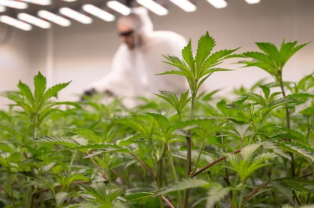 Das Landesamt für Soziales, Jugend und Versorgung kontrolliert in Rheinland-Pfalz Cannabis-Anbauvereinigungen. (Archivfoto) | Foto: Boris Roessler/dpa