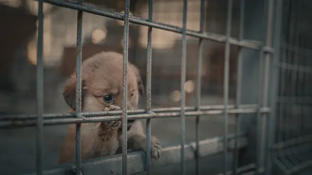 „Die Hunde-Mafia: How to kill a puppy & get rich“. | Foto: ProSieben, Foto: Joyn