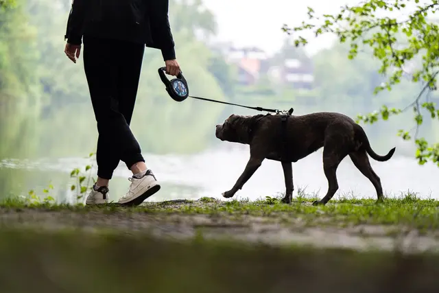 Ein Pitbull soll sich in Mannheim losgerissen und einen Mann mit seinem Hund angefallen haben. (Symbolbild) | Foto: Mohssen Assanimoghaddam/dpa
