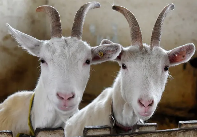 Unbekannte haben bei Mühlacker drei Ziegen auf einer Weide geschlachtet. (Symbolbild) | Foto: Waltraud Grubitzsch/dpa